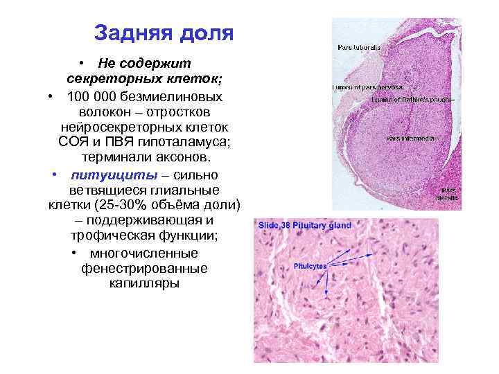 Задняя доля • Не содержит секреторных клеток; • 100 000 безмиелиновых волокон – отростков