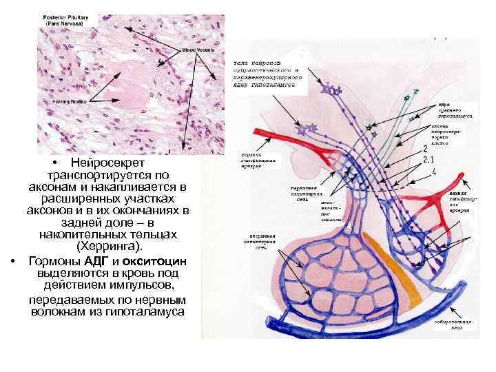  • Нейросекрет транспортируется по аксонам и накапливается в расширенных участках аксонов и в