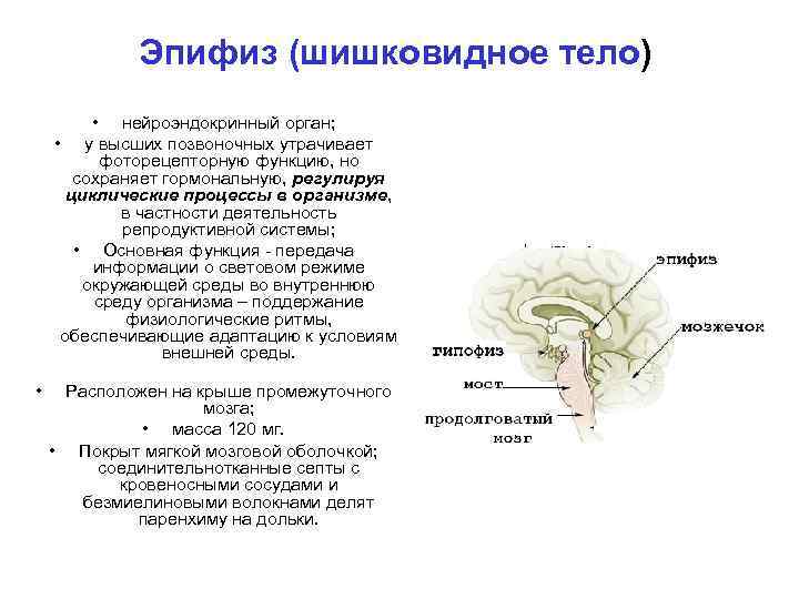 Шишковидная железа где находится фото