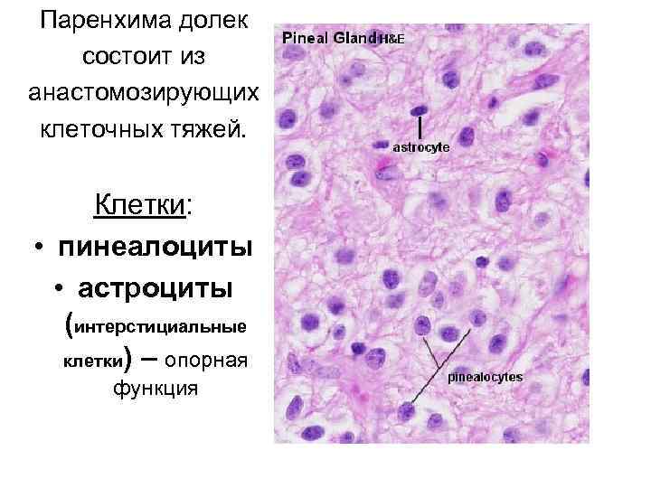 Паренхима долек состоит из анастомозирующих клеточных тяжей. Клетки: • пинеалоциты • астроциты (интерстициальные клетки)