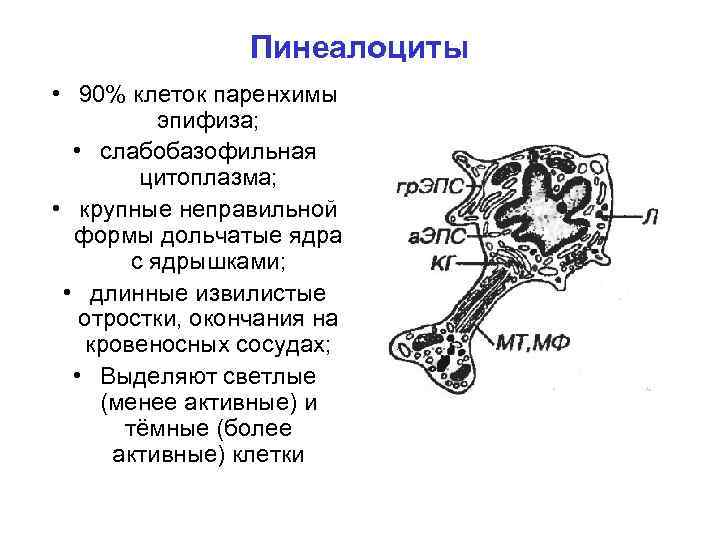 Пинеалоциты • 90% клеток паренхимы эпифиза; • слабобазофильная цитоплазма; • крупные неправильной формы дольчатые