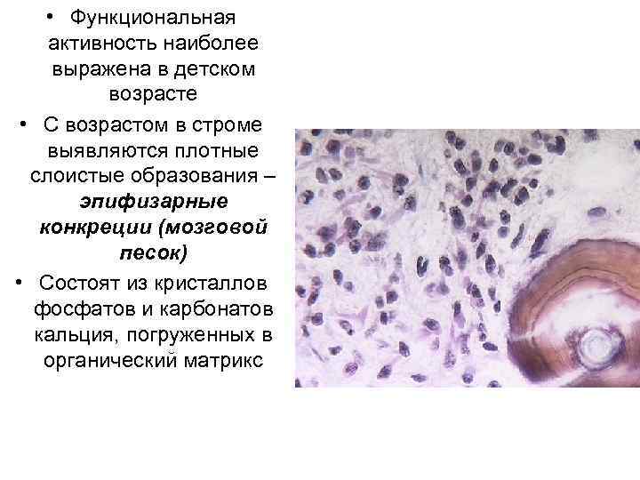  • Функциональная активность наиболее выражена в детском возрасте • С возрастом в строме