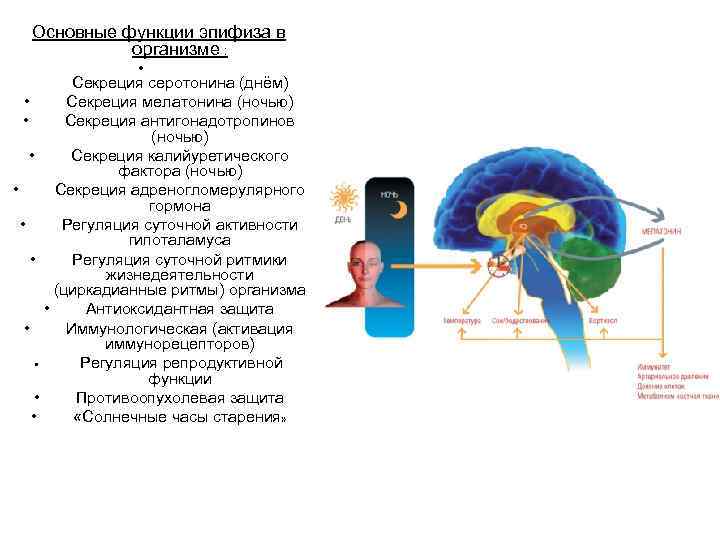 Основные функции эпифиза в организме : • Секреция серотонина (днём) • Секреция мелатонина (ночью)