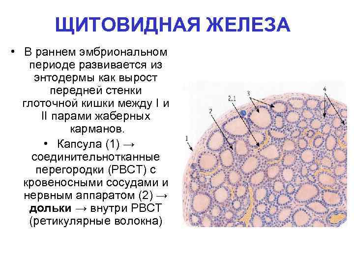 ЩИТОВИДНАЯ ЖЕЛЕЗА • В раннем эмбриональном периоде развивается из энтодермы как вырост передней стенки