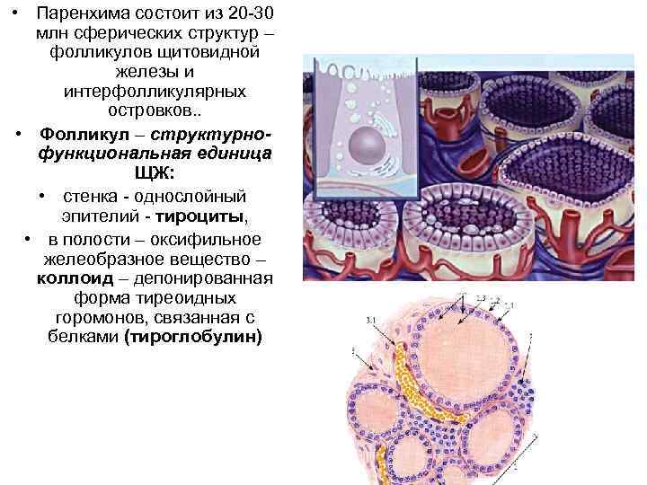  • Паренхима состоит из 20 -30 млн сферических структур – фолликулов щитовидной железы