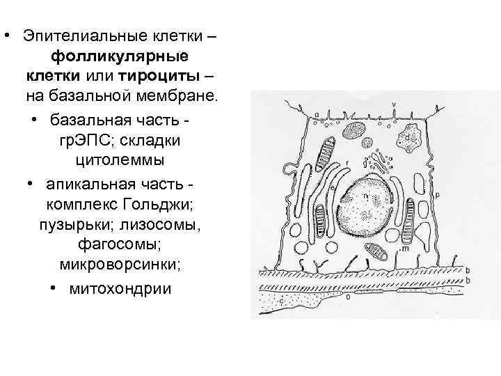  • Эпителиальные клетки – фолликулярные клетки или тироциты – на базальной мембране. •