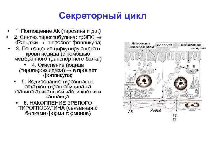 Секреторный цикл • 1. Поглощение АК (тирозина и др. ) • 2. Синтез тироглобулина: