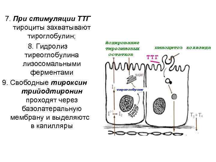 Секреторный цикл фолликулярного тироцита схема по гистологии