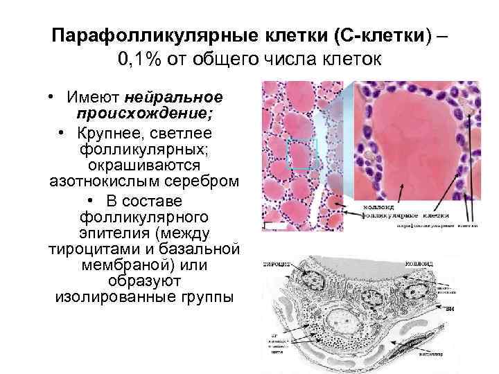 Скопление клеток фолликулярного эпителия. Парафолликулярные клетки щитовидной железы. Эндокриноциты. Функция фолликулярных клеток и парафолликулярных щитовидной железы. Фолликулярные клетки строение.