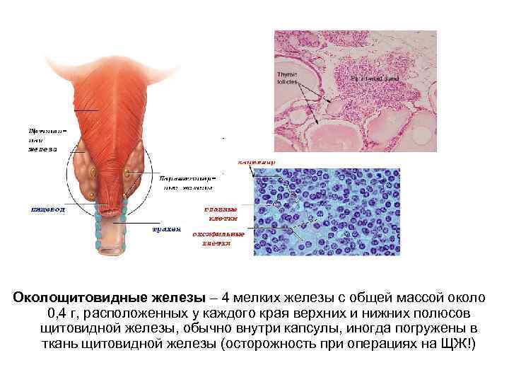 Околощитовидные железы – 4 мелких железы с общей массой около 0, 4 г, расположенных
