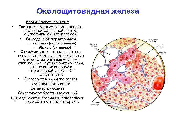 Околощитовидная железа Клетки (паратироциты): Главные – мелкие полигональные, с бледноокрашенной, слегка ацидофильной цитоплазмой. •