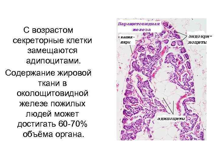 С возрастом секреторные клетки замещаются адипоцитами. Содержание жировой ткани в околощитовидной железе пожилых людей