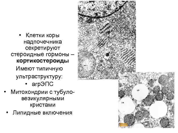  • Клетки коры надпочечника секретируют стероидные гормоны – кортикостероиды Имеют типичную ультраструктуру: •