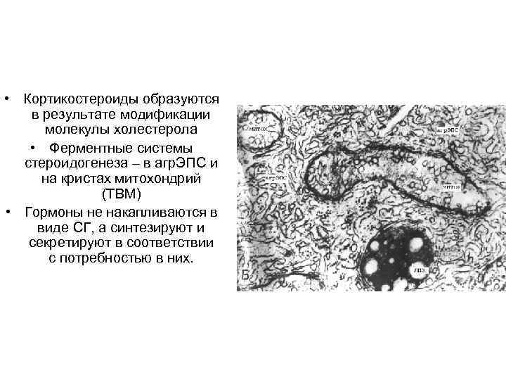  • Кортикостероиды образуются в результате модификации молекулы холестерола • Ферментные системы стероидогенеза –