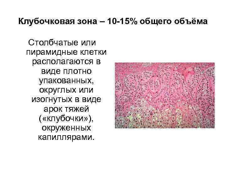 Клубочковая зона – 10 -15% общего объёма Столбчатые или пирамидные клетки располагаются в виде