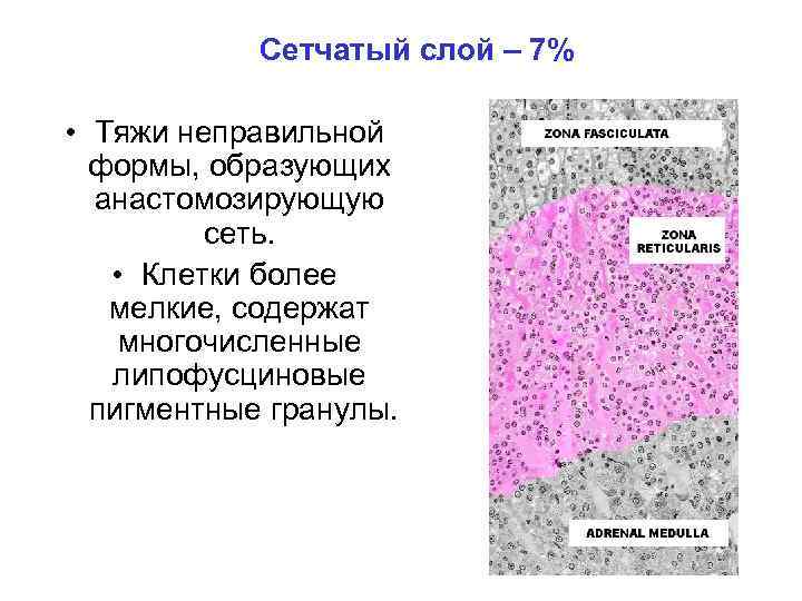 Сетчатый слой – 7% • Тяжи неправильной формы, образующих анастомозирующую сеть. • Клетки более