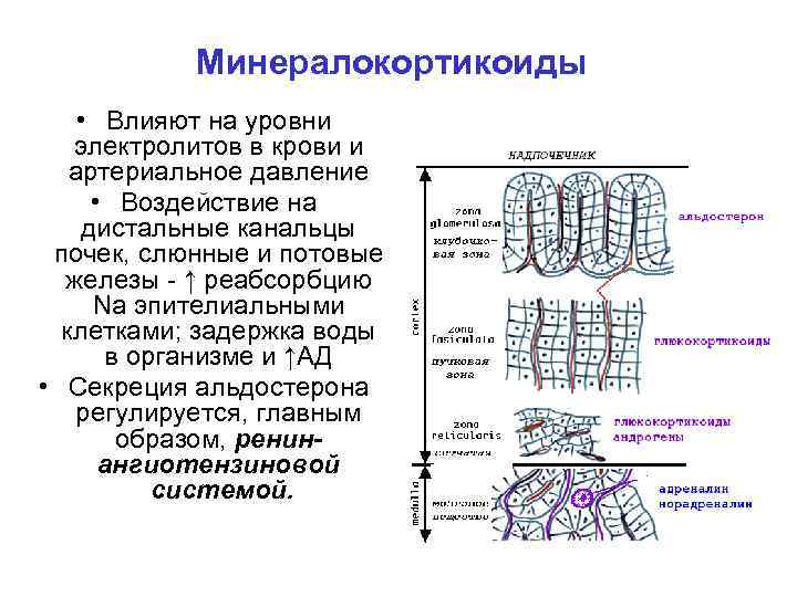 Минералокортикоиды • Влияют на уровни электролитов в крови и артериальное давление • Воздействие на