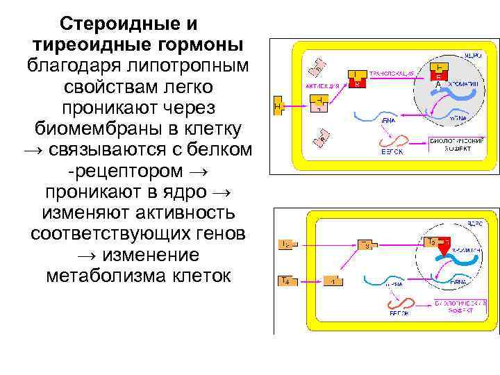 Стероидные и тиреоидные гормоны благодаря липотропным свойствам легко проникают через биомембраны в клетку →