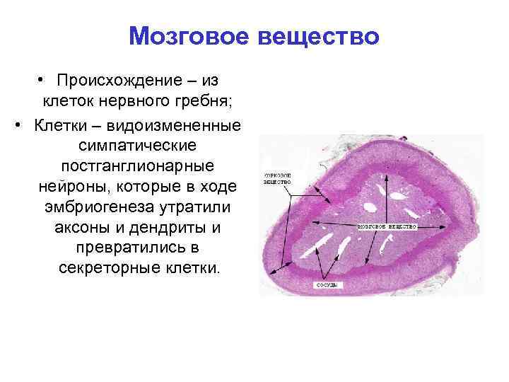 Мозговое вещество • Происхождение – из клеток нервного гребня; • Клетки – видоизмененные симпатические