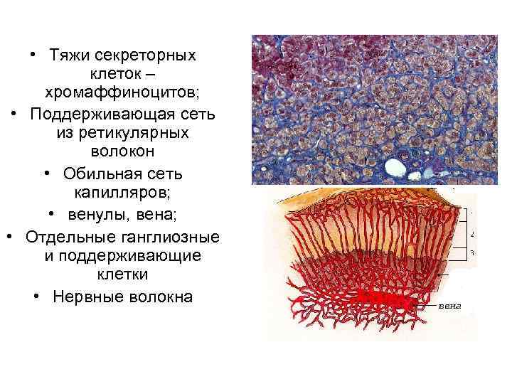  • Тяжи секреторных клеток – хромаффиноцитов; • Поддерживающая сеть из ретикулярных волокон •