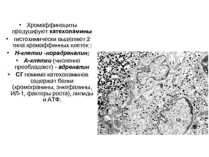 Хромаффинные клетки надпочечников