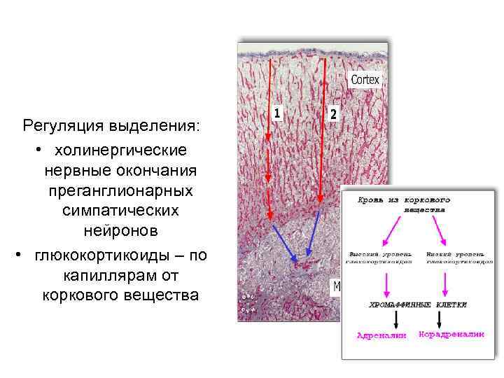 Регуляция выделения: • холинергические нервные окончания преганглионарных симпатических нейронов • глюкокортикоиды – по капиллярам