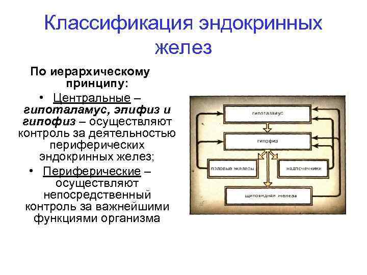 Классификация эндокринных желез По иерархическому принципу: • Центральные – гипоталамус, эпифиз и гипофиз –