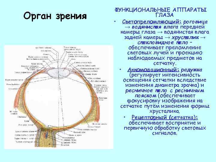 Фокусировку изображения обеспечивает