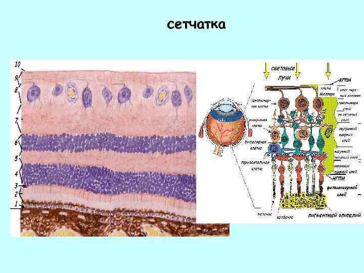 сетчатка 