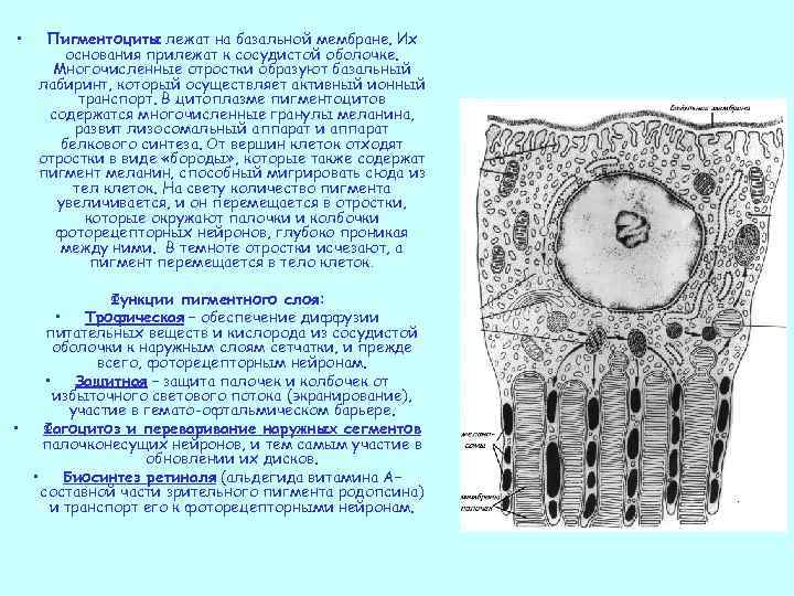  • Пигментоциты лежат на базальной мембране. Их основания прилежат к сосудистой оболочке. Многочисленные
