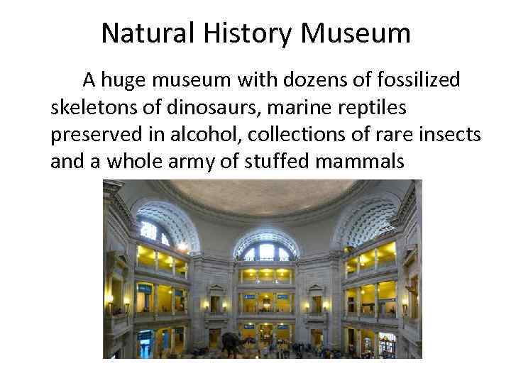 Natural History Museum A huge museum with dozens of fossilized skeletons of dinosaurs, marine