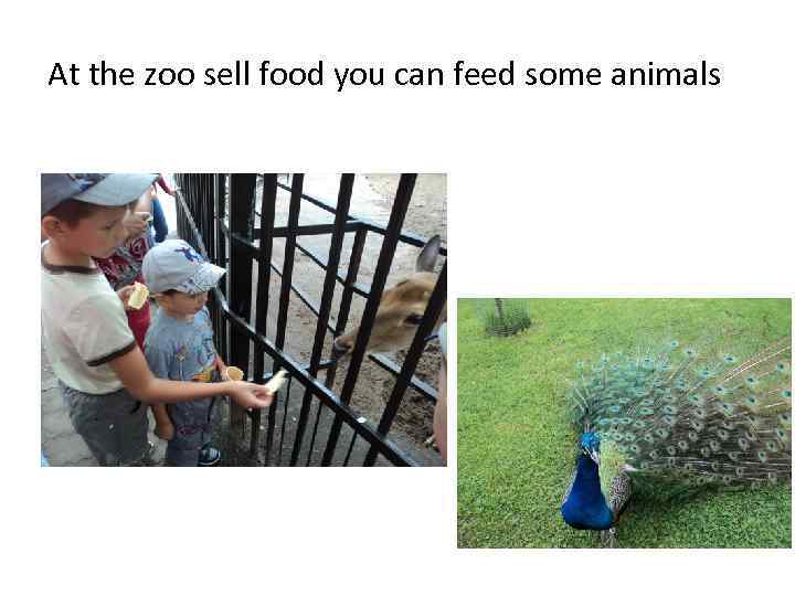 At the zoo sell food you can feed some animals 