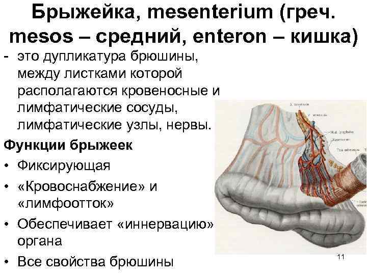 Брыжейка, mesenterium (греч. mesos – средний, enteron – кишка) - это дупликатура брюшины, между