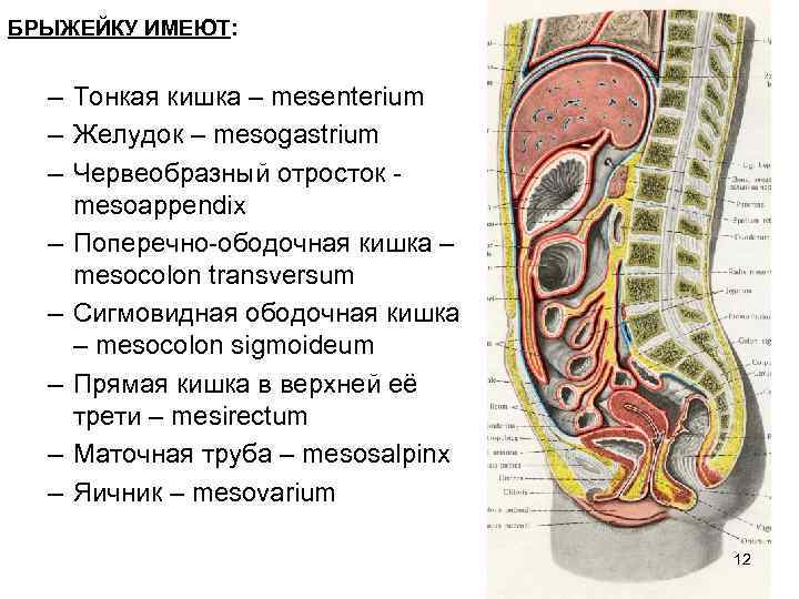 БРЫЖЕЙКУ ИМЕЮТ: – Тонкая кишка – mesenterium – Желудок – mesogastrium – Червеобразный отросток