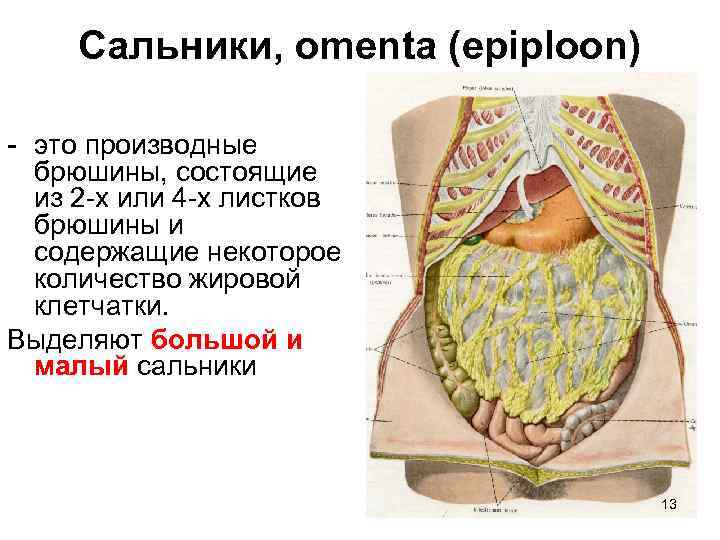 Сальники, omenta (epiploon) - это производные брюшины, состоящие из 2 -х или 4 -х