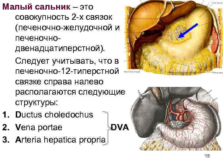 Большой сальник анатомия