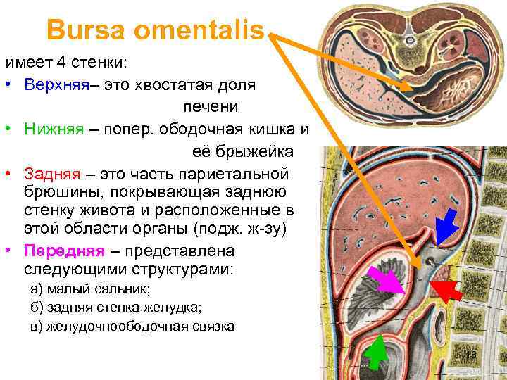 Bursa omentalis имеет 4 стенки: • Верхняя– это хвостатая доля печени • Нижняя –