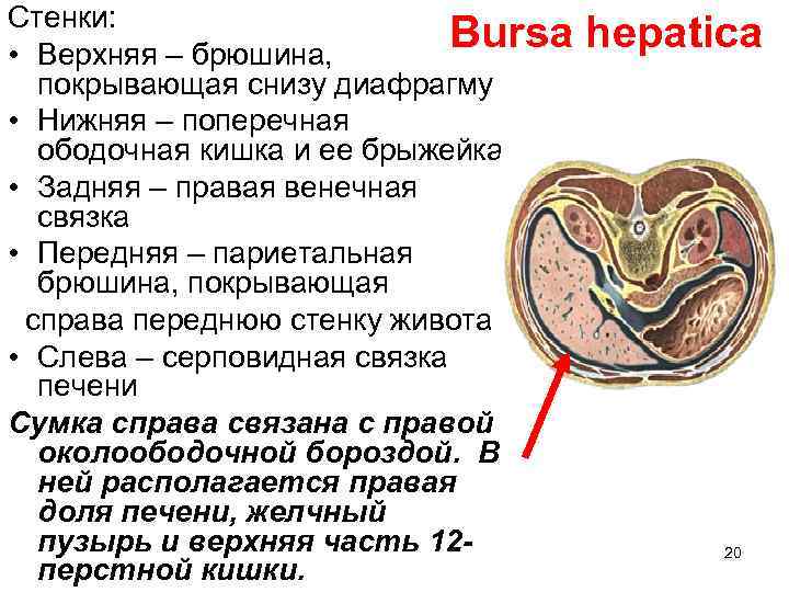 Стенки: Bursa • Верхняя – брюшина, покрывающая снизу диафрагму • Нижняя – поперечная ободочная