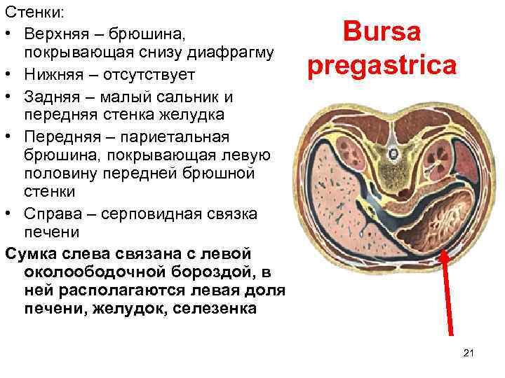 Стенки: • Верхняя – брюшина, покрывающая снизу диафрагму • Нижняя – отсутствует • Задняя