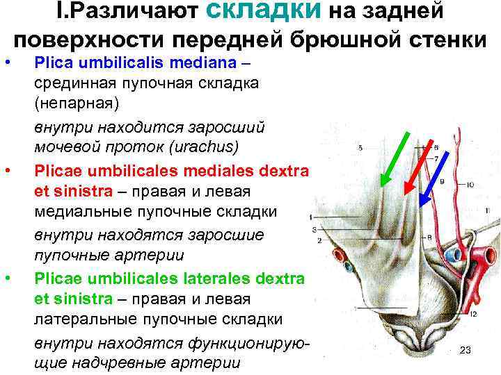 I. Различают складки на задней поверхности передней брюшной стенки • • • Plica umbilicalis