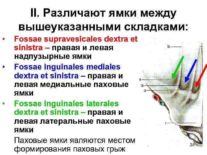 II. Различают ямки между вышеуказанными складками: • • • Fossae supravesicales dextra et sinistra