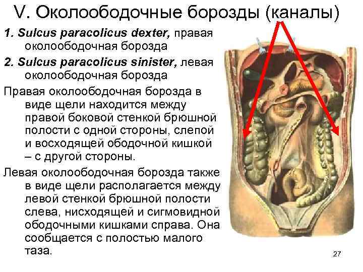 V. Околоободочные борозды (каналы) 1. Sulcus paracolicus dexter, правая околоободочная борозда 2. Sulcus paracolicus