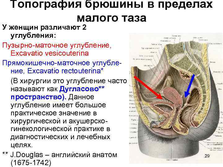 Топография брюшины в пределах малого таза У женщин различают 2 углубления: Пузырно-маточное углубление, Excavatio