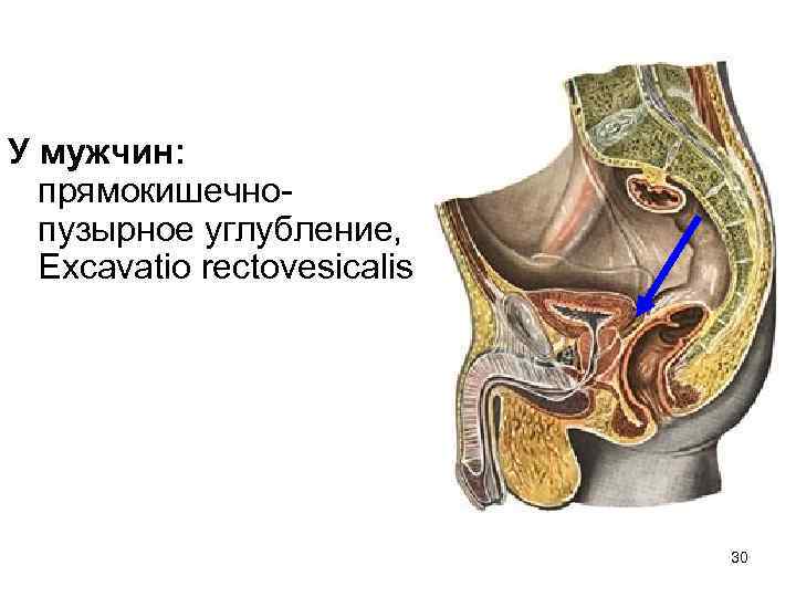 У мужчин: прямокишечнопузырное углубление, Excavatio rectovesicalis 30 