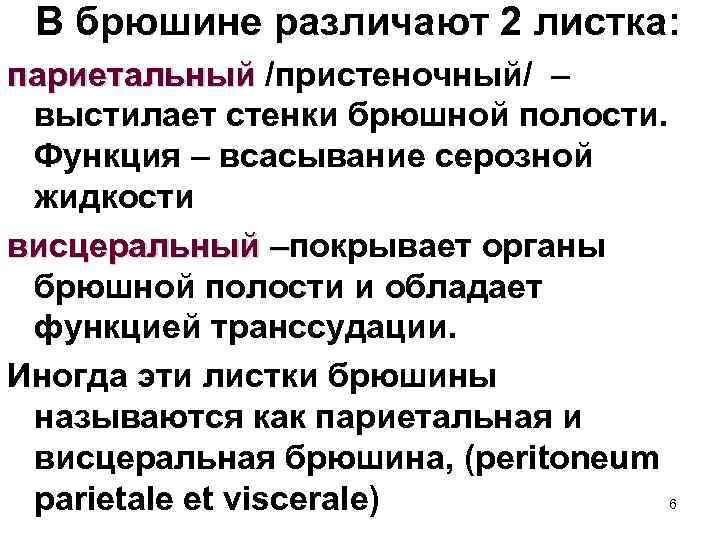 В брюшине различают 2 листка: париетальный /пристеночный/ – выстилает стенки брюшной полости. Функция –