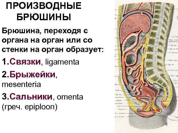 Большой сальник схема