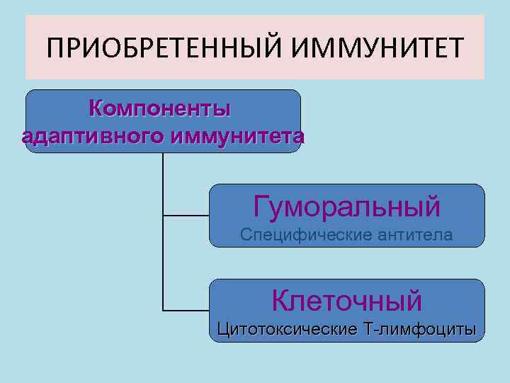 ПРИОБРЕТЕННЫЙ ИММУНИТЕТ Компоненты адаптивного иммунитета Гуморальный Специфические антитела Клеточный Цитотоксические Т-лимфоциты 