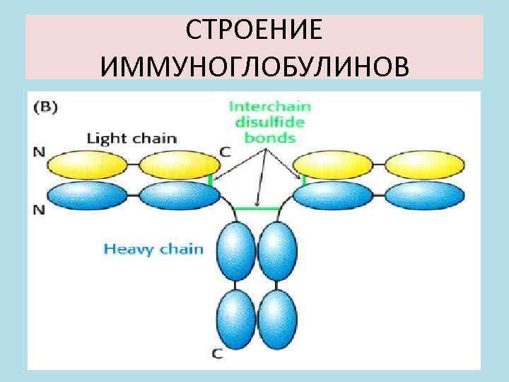 СТРОЕНИЕ ИММУНОГЛОБУЛИНОВ 