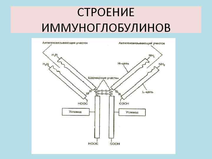 СТРОЕНИЕ ИММУНОГЛОБУЛИНОВ 