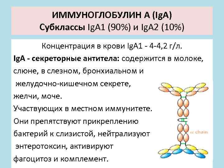 ИММУНОГЛОБУЛИН А (Ig. A) Субклассы Ig. A 1 (90%) и Ig. A 2 (10%)